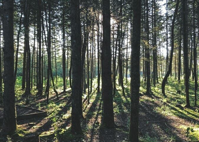 Leitura Espiritual - A Lenda das Três Árvores