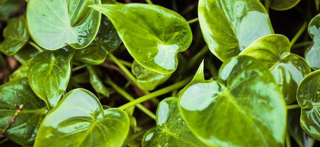 Leitura Espiritual - Os Relacionamentos São Como Uma Plantinha