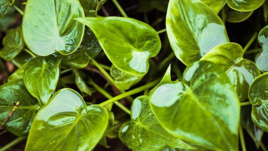 Leitura Espiritual - Os Relacionamentos São Como Uma Plantinha