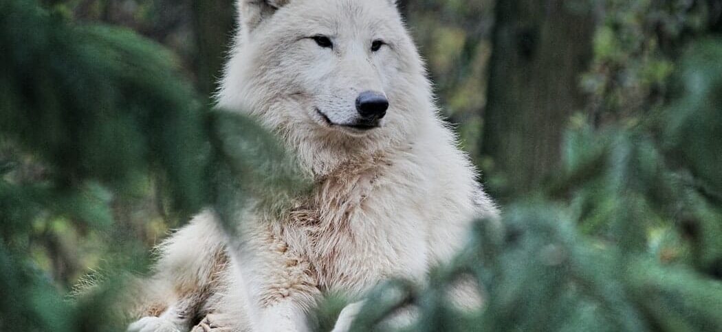 Leitura Espiritual - Os dois Lobos