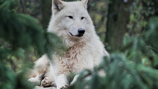 Leitura Espiritual - Os dois Lobos