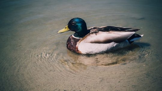 Leituras Espirituais - A História do Pato