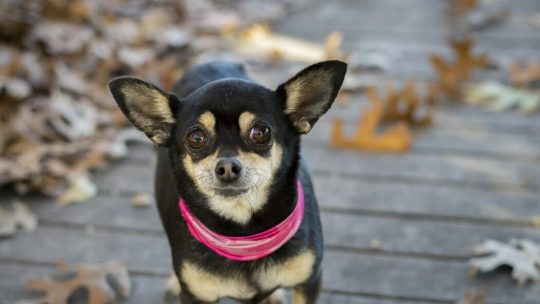 Leituras Espirituais - Parábola do Cachorrinho