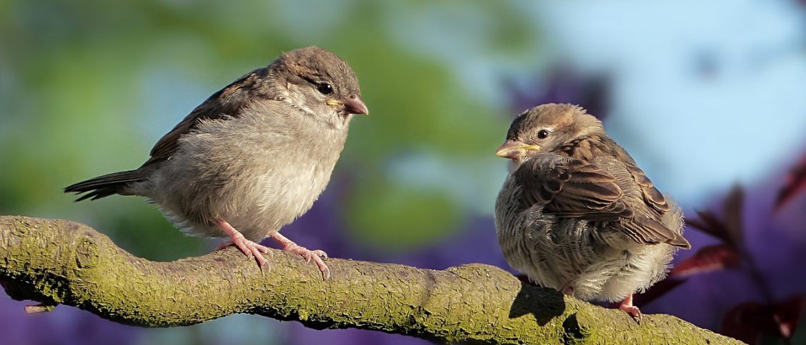 sparrows, birds, perched