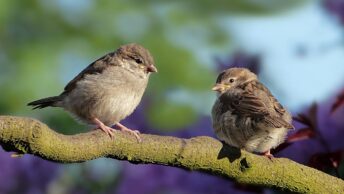 sparrows, birds, perched
