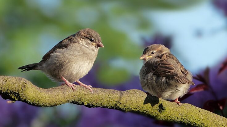 sparrows, birds, perched