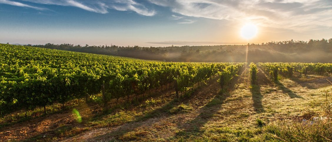 vineyard, sunrise, sun