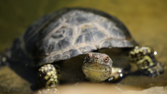 Shallow Focus Photography of Black and Green Turtle