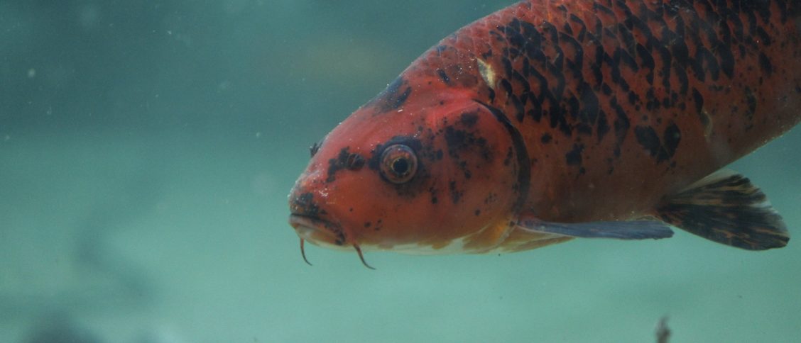 Close-Up Shot of a Red Koi Fish