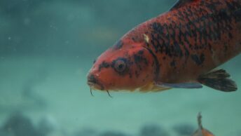 Close-Up Shot of a Red Koi Fish
