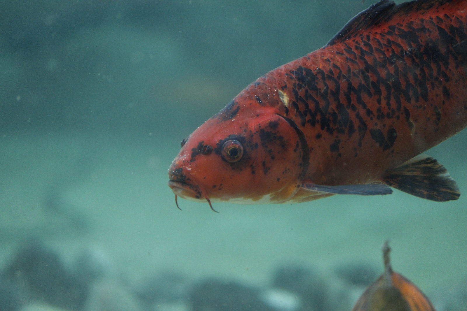 Close-Up Shot of a Red Koi Fish