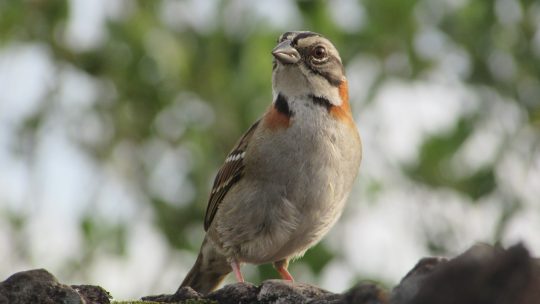 Free stock photo of animal, avian, beak