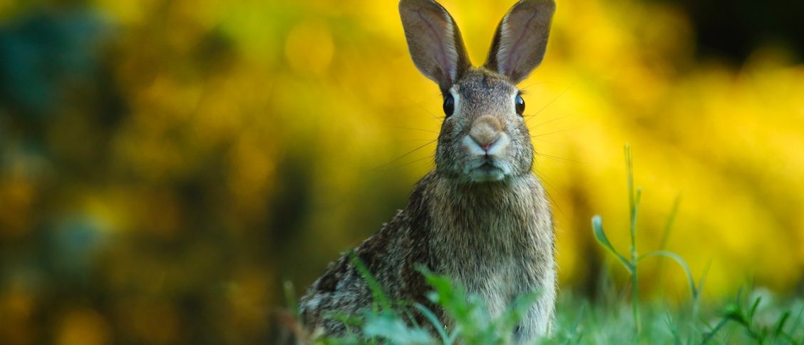 Close-up of Rabbit on Field