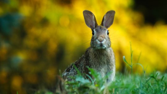 Close-up of Rabbit on Field