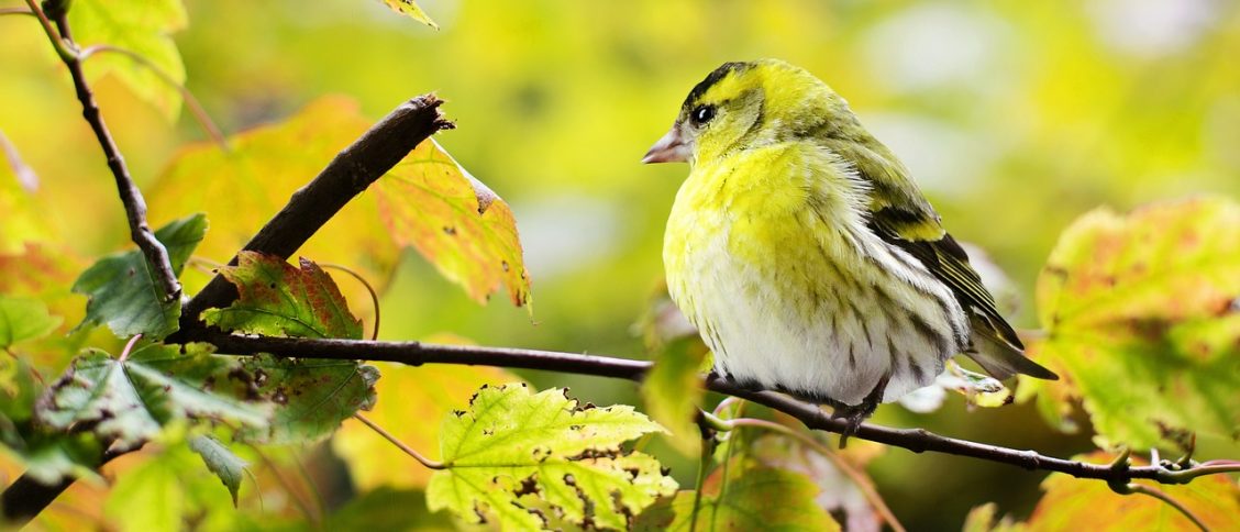 bird, perched, animal