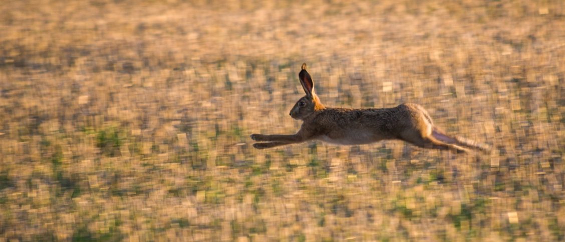 rabbit, field, run