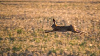 rabbit, field, run