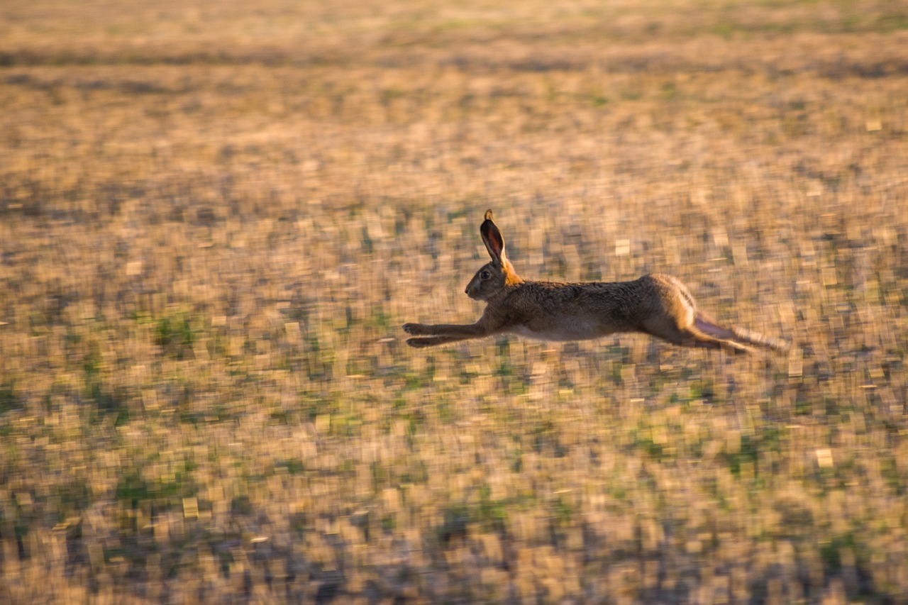 rabbit, field, run