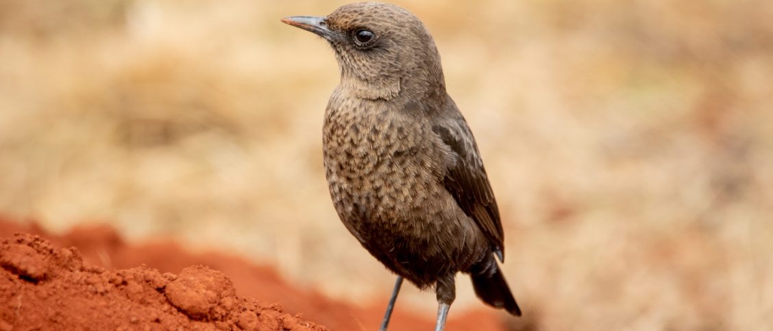 Ant-Eating Chat Bird on Brown Soil