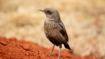 Ant-Eating Chat Bird on Brown Soil