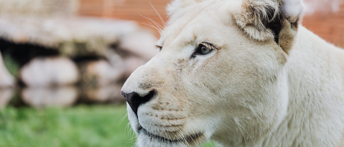 Headshot of Lioness