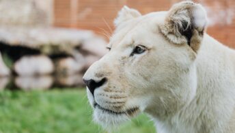 Headshot of Lioness