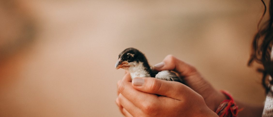 Side view of crop anonymous female with cute small domesticated chick on blurred background