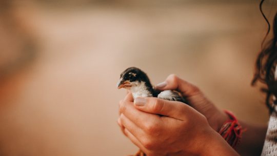 Side view of crop anonymous female with cute small domesticated chick on blurred background