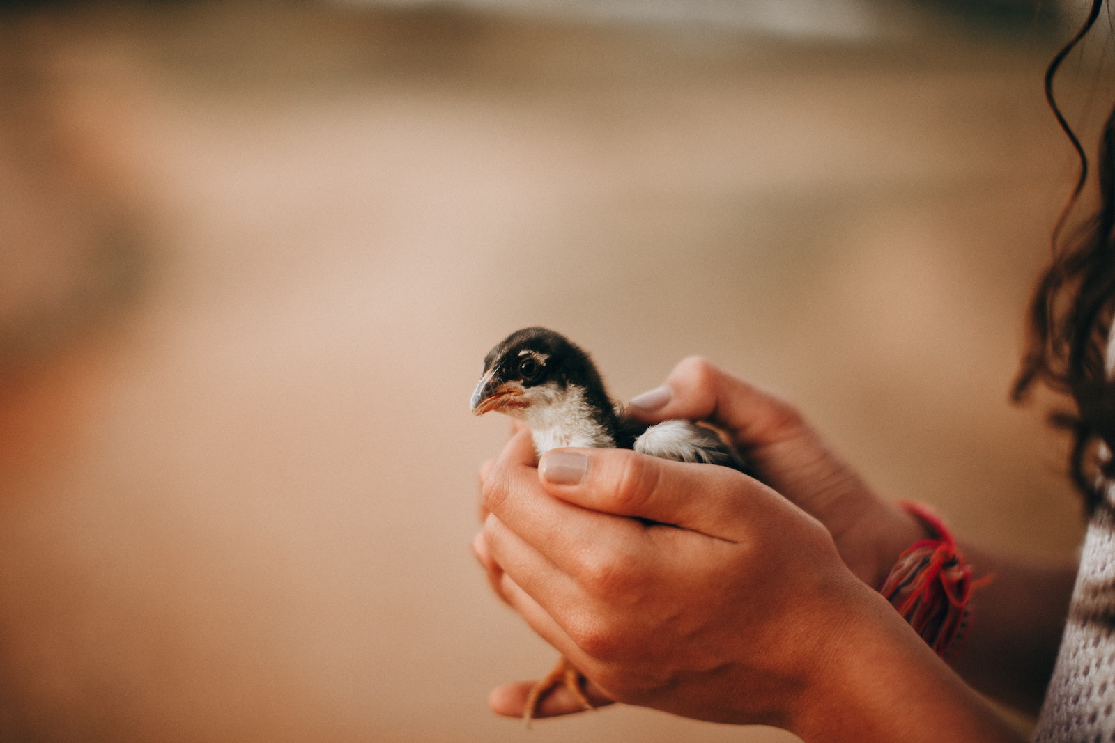 Side view of crop anonymous female with cute small domesticated chick on blurred background