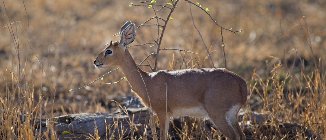 Close-up Photo of Deer