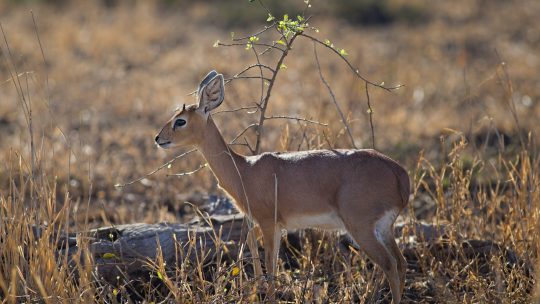 Close-up Photo of Deer