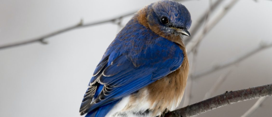 Photography of Small Blue and Brown Bird