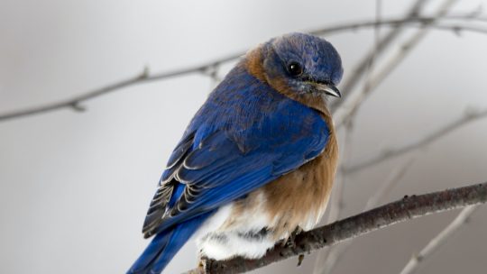 Photography of Small Blue and Brown Bird