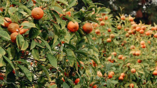 Close-up of Orange Trees