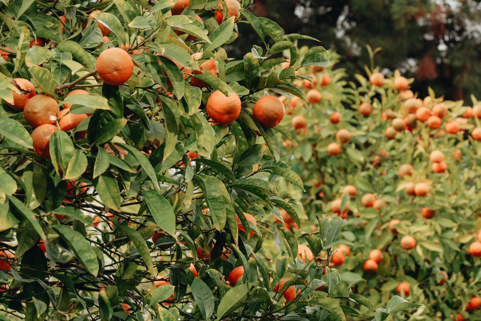 Close-up of Orange Trees