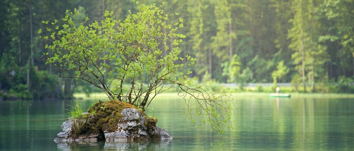 Green Leafed Plant On Body Of Water