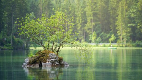 Green Leafed Plant On Body Of Water