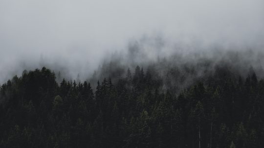 Forest Under Clouds