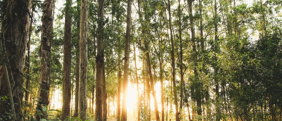 Photo of Trees During Daytime