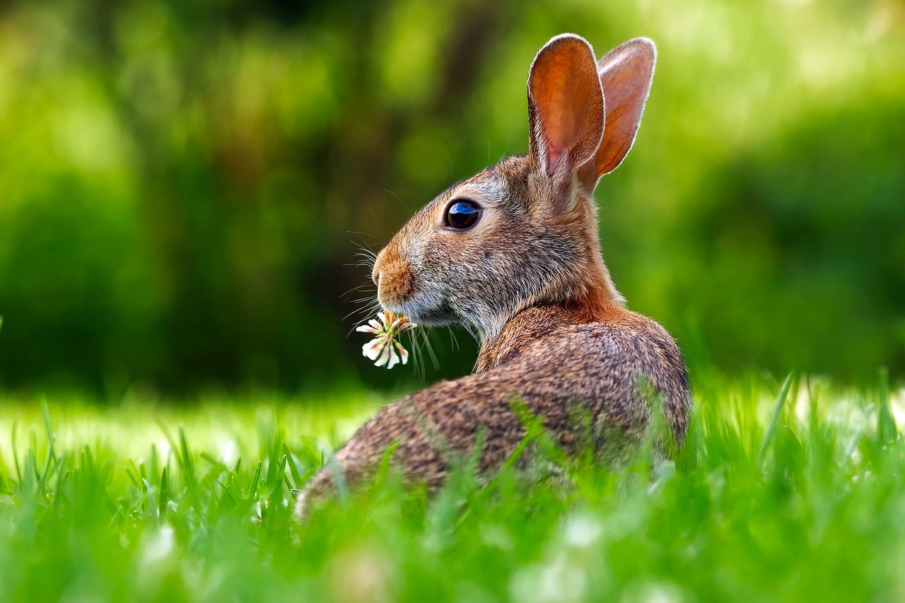 rabbit, bunny, hare