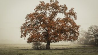 In Distant Photo of Tree on Landscape Field