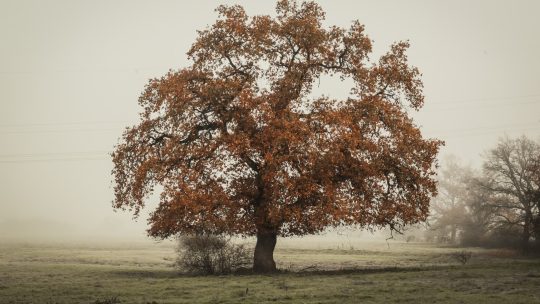 In Distant Photo of Tree on Landscape Field