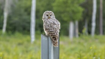 Brown Owl Perched on Gray Post
