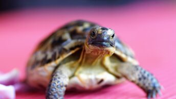 turtle, tortoise, shell