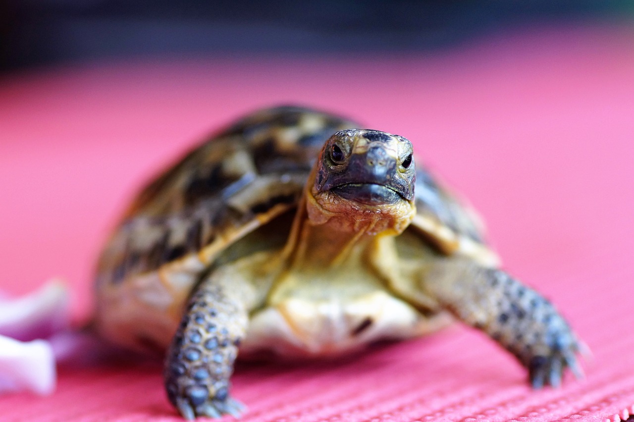 turtle, tortoise, shell