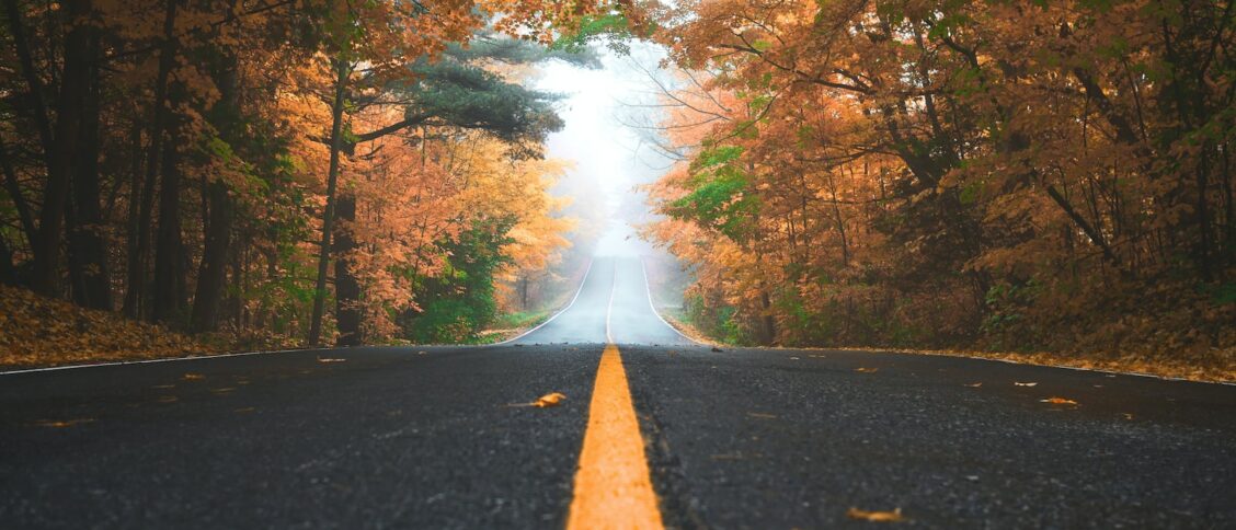 gray concrete road between brown and green leaf trees at daytime