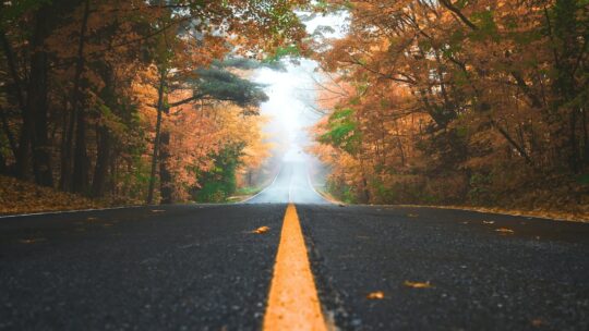 gray concrete road between brown and green leaf trees at daytime