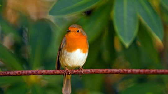 Orange White Brown Bird on Top of Red Branch