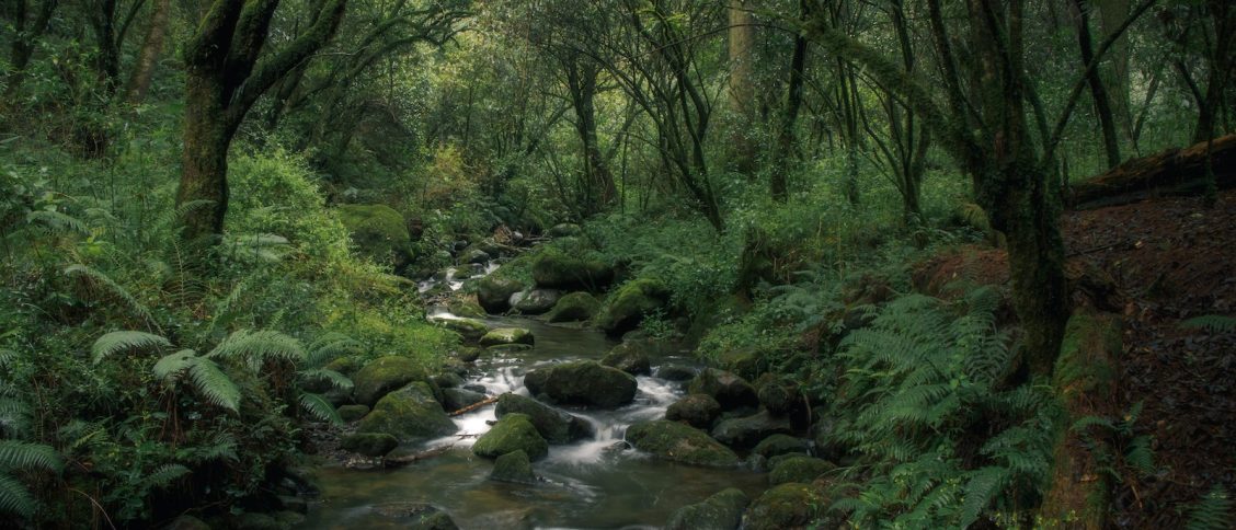 Photo of River in the Woods