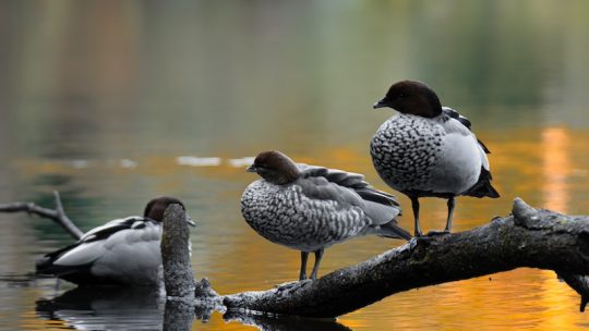 Free stock photo of avian, bird, birdwatching